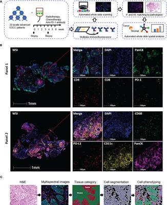 Frontiers Spatial Distribution Of Tumor Infiltrating T Cells